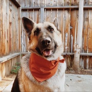 Rustic Orange Handmade Pet Bandana 🐾